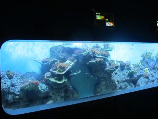 Acquario di pesce cilindrico trasparente acrilico colato artificiale / finestra di vista