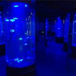 vetro acrilico dell'acquario delle meduse acriliche