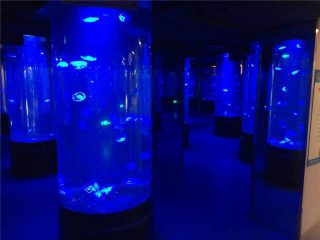 vetro acrilico dell'acquario delle meduse acriliche